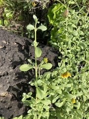 Lipochaeta integrifolia