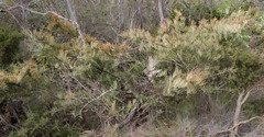 Allocasuarina humilis