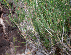 Melaleuca microcarpa