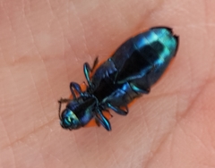 Castiarina trimaculata