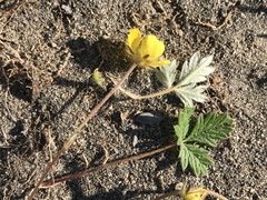 Potentilla arenosa