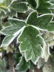 Potentilla vulcanicola