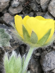 Potentilla vulcanicola