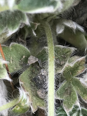 Potentilla vulcanicola