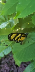 Methona themisto