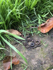 Batrachoseps attenuatus