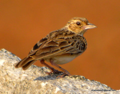 Mirafra assamica