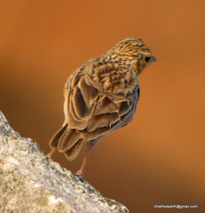 Mirafra assamica