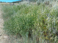 Vicia villosa villosa