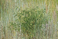 Vicia villosa villosa