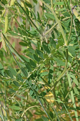 Vicia villosa villosa