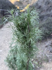 Artemisia palmeri