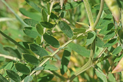 Vicia villosa villosa