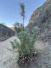 Artemisia palmeri