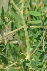 Vicia villosa villosa