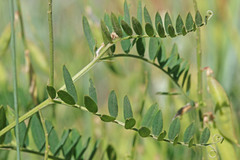 Vicia villosa villosa