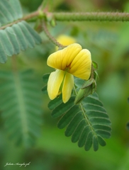 Aeschynomene montevidensis