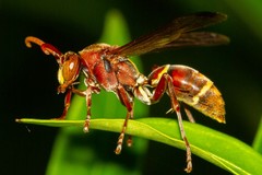 Polistes stigma townsvillensis