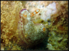 Hypselodoris skyleri