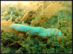 Dermatobranchus albus