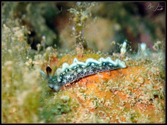 Thuridilla carlsoni