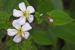 Chaetogastra brachyphylla