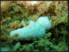 Dermatobranchus semistriatus