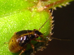 Polymerus pekinensis