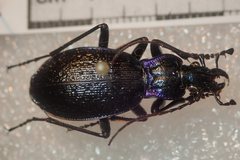 Carabus lefebvrei lefebvrei