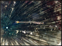 Dunckerocampus chapmani