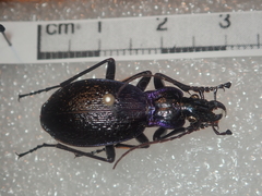 Carabus lefebvrei lefebvrei