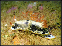 Chromodoris quagga