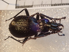 Carabus lefebvrei lefebvrei