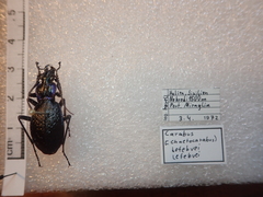 Carabus lefebvrei lefebvrei