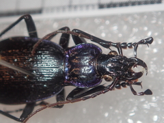 Carabus lefebvrei lefebvrei