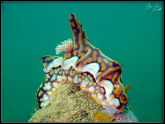 Miamira flavicostata