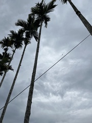 Areca