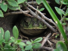 Rhinella dorbignyi