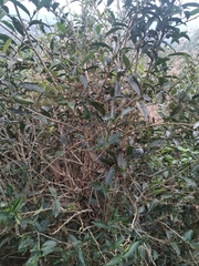 Camellia sinensis assamica