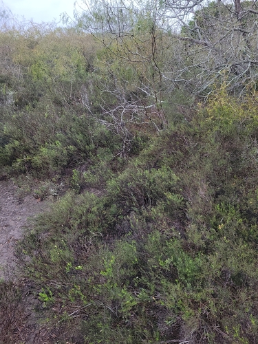 Image of Medranoa palmeri by (c) Alina Martin, some rights reserved (CC BY)