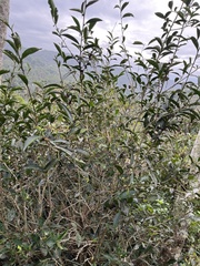 Camellia sinensis assamica