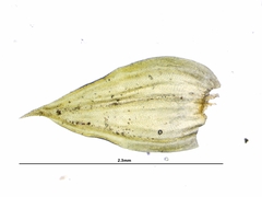 Leucodon andrewsianus