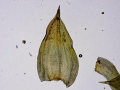 Leucodon andrewsianus