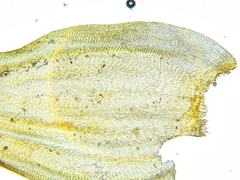 Leucodon andrewsianus