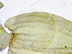 Leucodon andrewsianus