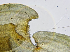 Leucodon andrewsianus