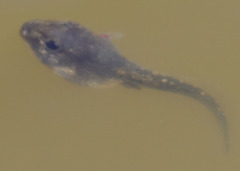 Anaxyrus boreas
