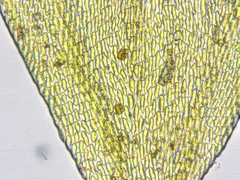 Leucodon andrewsianus