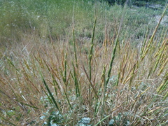 Aegilops cylindrica