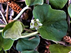 Dichondra donelliana